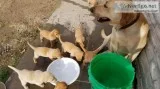 Pointing Labs for sale