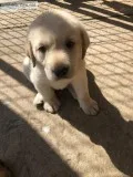 Akc English Blockhead Labs