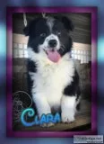Clara Female Aussie Mini Mix