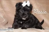 Morkie babies