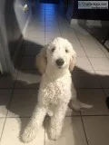 Goldendoodle