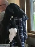 Beautiful Great Dane