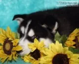 Harvey Male Siberian Husky
