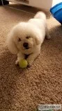 Louis The Bichon Frise