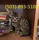 Registered Bengal Kittens