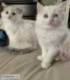 Ragdoll kittens ready to go to their forever home