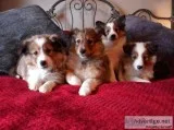 Sheltie puppies