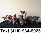 Lovely sphynx kittens for sale.