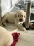 Two Lovable Golden Retriever puppies