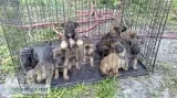 Purbred belgian malinois pups