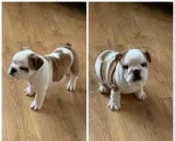 Affordable two English bulldog puppies