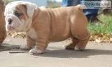 Cute mf  English bulldog puppies