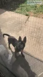 German shepherd pit mix puppy