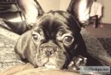 French bulldog puppy