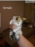 Kittens to good home