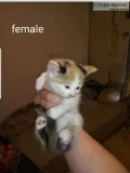 Kittens to good home