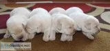 AKC English Labrador Retrievers YellowWhite