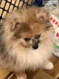 ACA CHAMPION PEDIGREE SABLE MERLE POMERANIAN PUPPY