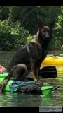 Akc german shepherd puppies