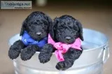 Golden Doodle Puppies (Martinsville VA)
