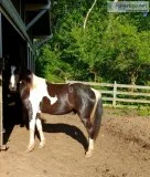 Blacked and white spotted horse