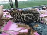 Bengals for sale