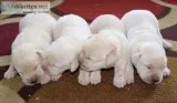 AKC Yellow(White) Labrador Retriever Puppies