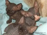 AKC REG Lovable Sphynx Kittens available
