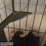 2 ferrets and ferrets nation cage