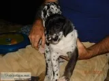 Great Dane