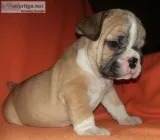 English Bulldog puppies for sale