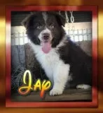 Jay Male Aussie Mini Mix