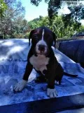 Puppies boxer
