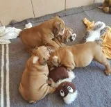 English bulldog