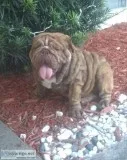 English bulldog available for stud service