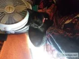 Black female cat