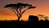 Arusha National Park Walking Safari  TasteofAfrika Package