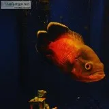 Beautiful Oscar Fish