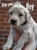 F1B golden doodles (75% standard poodle 25% golden retreiver)