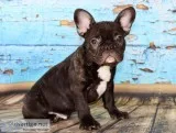 AKC French Bulldog Male 13 weeks old