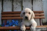 Ruger Male Labrador Retriever