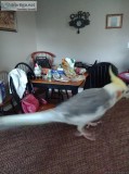 Gandy area lost cockatiel