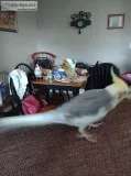 Gandy area lost cockatiel