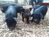 MeishanGuinea Hogkune kune cross feeder piglets