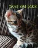 Registered Bengal Kittens