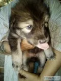 Wolfdog puppy