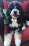 Bernadoodle