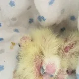 Bby cockatiels