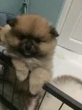 Very Perfect 12wks old Pomeranian puppies are ready
