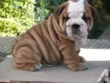 Two Lovable English bulldog puppies